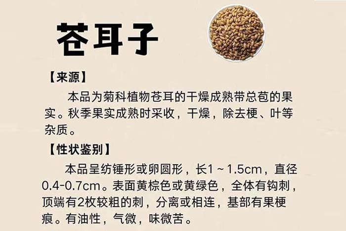 每周一药 | 解表药 | 苍耳子