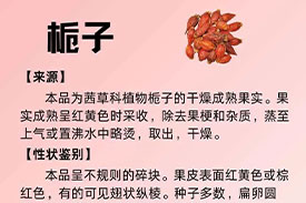 每周一药 | 清热药 | 栀子