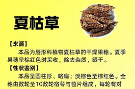 每周一药 | 清热药 | 夏枯草