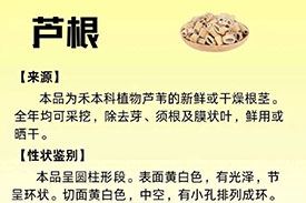 每周一药 | 清热药 | 芦根